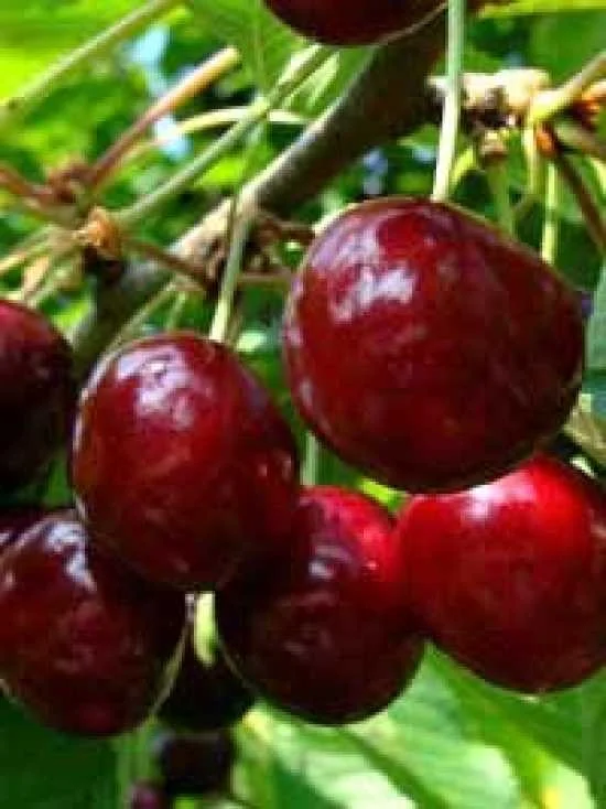 Prunus avium Viola (Zoete Kers)-2