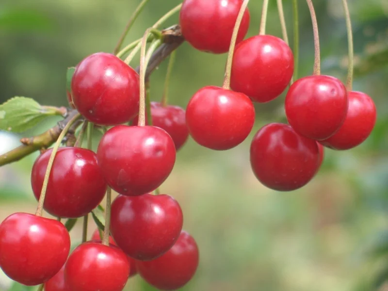 Prunus avium Morel (Zure Kers)