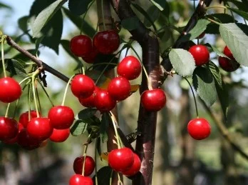 Prunus avium Rhein Schattenmorel (Zure Kers)-2