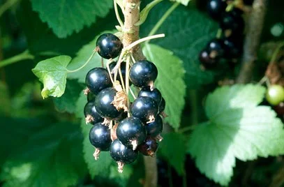Zwarte Bes (Ribes Nigrum Ben Lomond)