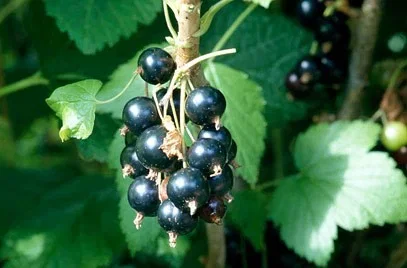 Zwarte Bes (Ribes Nigrum Ben Lomond) Zwarte Bes (Ribes Nigrum Ben Lomond)