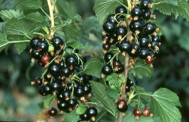 Zwarte Bes (Ribes Nigrum Ben Nevis) Zwarte Bes (Ribes Nigrum Ben Nevis)