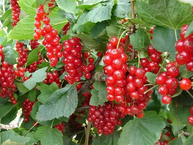 Rode Bes (Ribes Rubrum Augustus) Rode Bes (Ribes Rubrum Augustus)