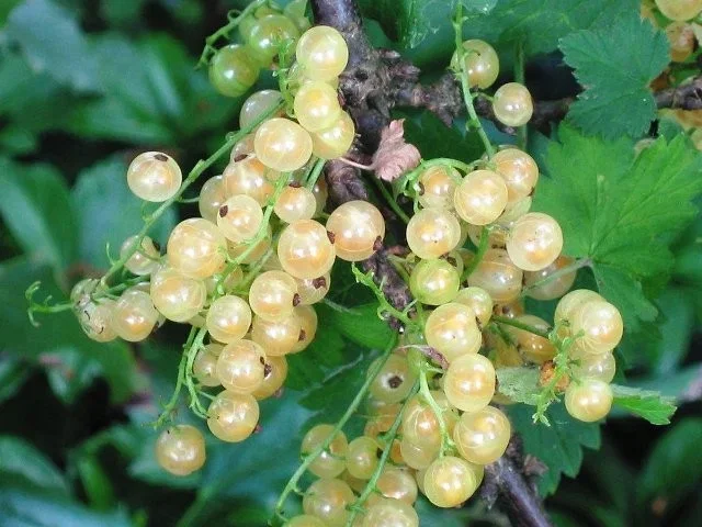 Witte Bes (Ribes Rubrum Witte Hollander) Witte Bes (Ribes Rubrum Witte Hollander)