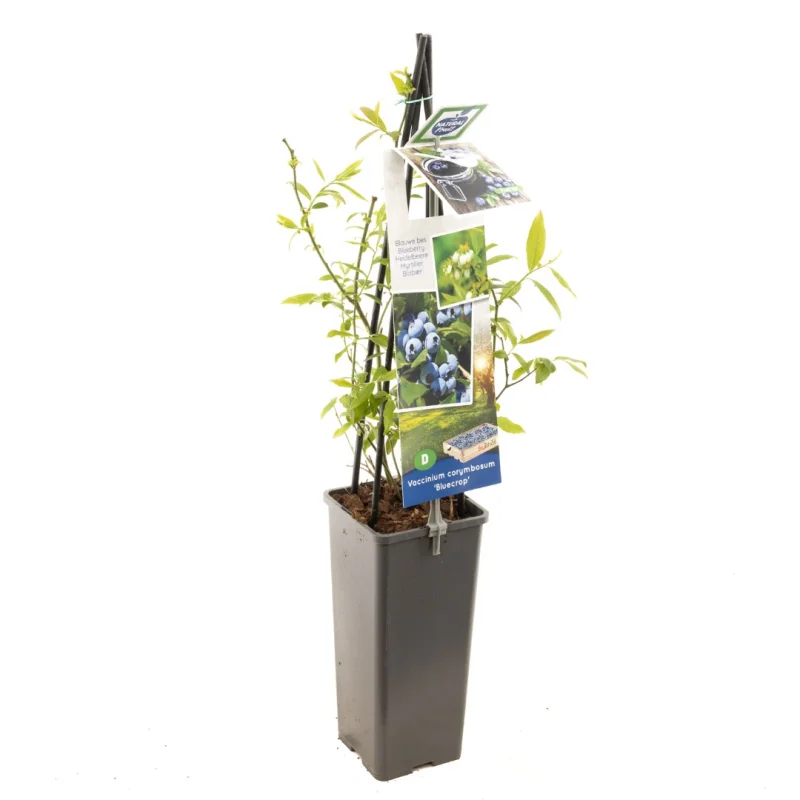 Blauwe Bosbes (Vaccinium Corymbosum Bluecrop)-1