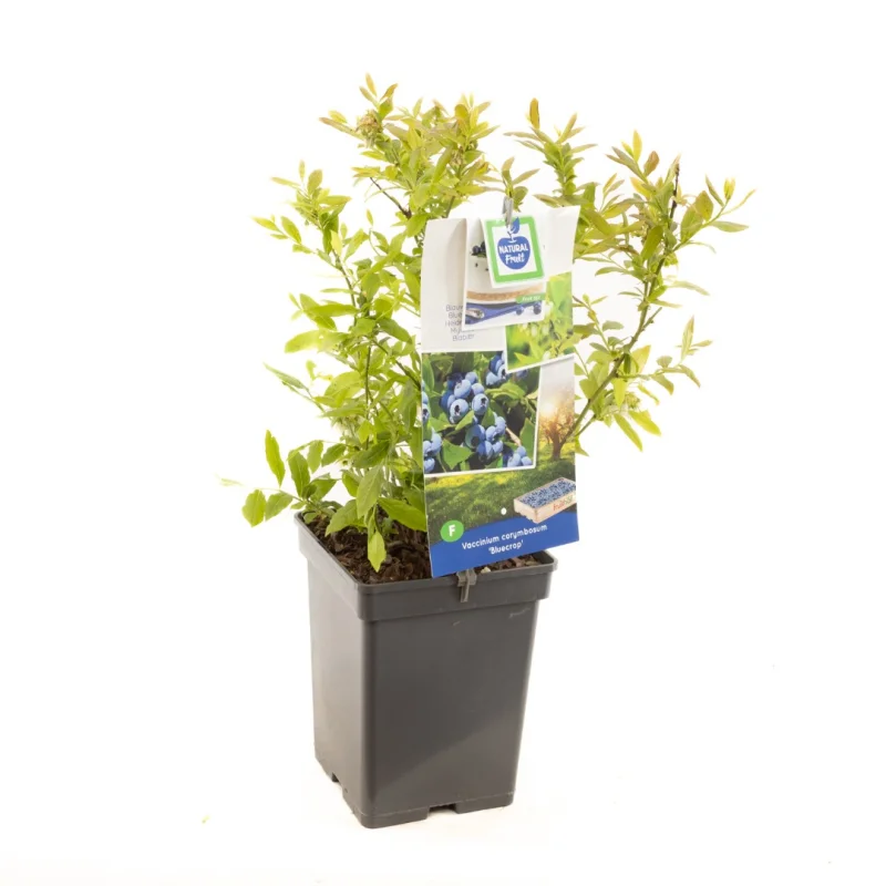 Blauwe Bosbes (Vaccinium Corymbosum Bluecrop)-2
