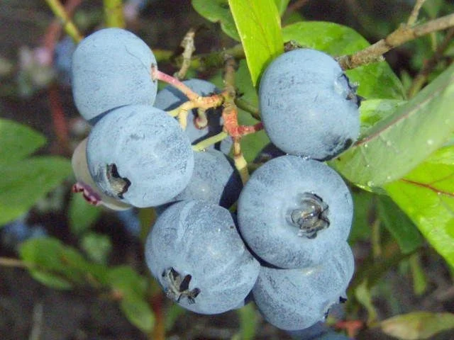 Blauwe Bosbes (Vaccinium Corymbosum Bluecrop)-3