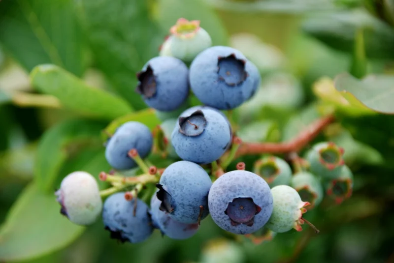 Blauwe Bosbes (Vaccinium Corymbosum Bluegold)