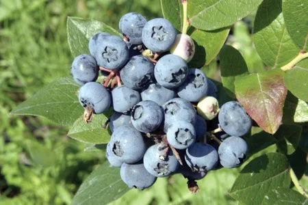 Blauwe Bosbes (Vaccinium Corymbosum Brigitta Blue)