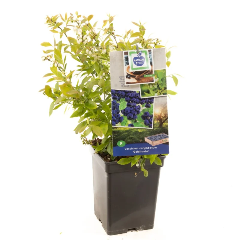 Blauwe Bosbes (Vaccinium Corymbosum Goldtraube)-2
