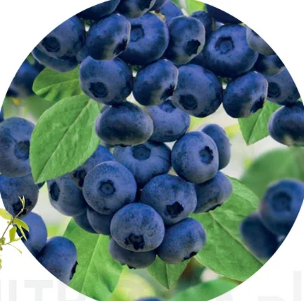 Blauwe Bosbes (Vaccinium Corymbosum Goldtraube)-3