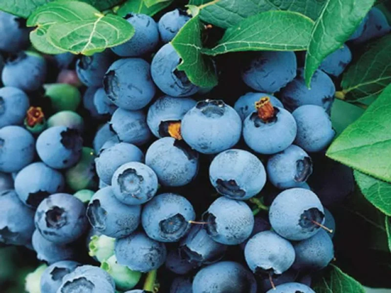 Blauwe Bosbes (Vaccinium Corymbosum Northland)