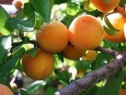 Prunus Armeniaca Bredase (Abrikoos)