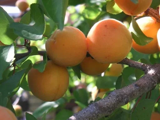 Prunus Armeniaca Hongaarse (Abrikoos)