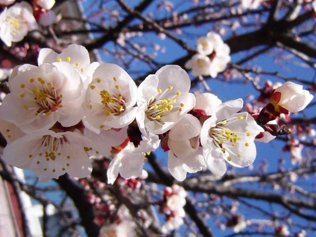 Prunus Armeniaca Tros Oranje (Abrikoos)