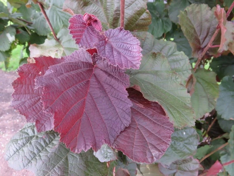 Corylus Avellana Rode Zellernoot (Hazelnoot)-1