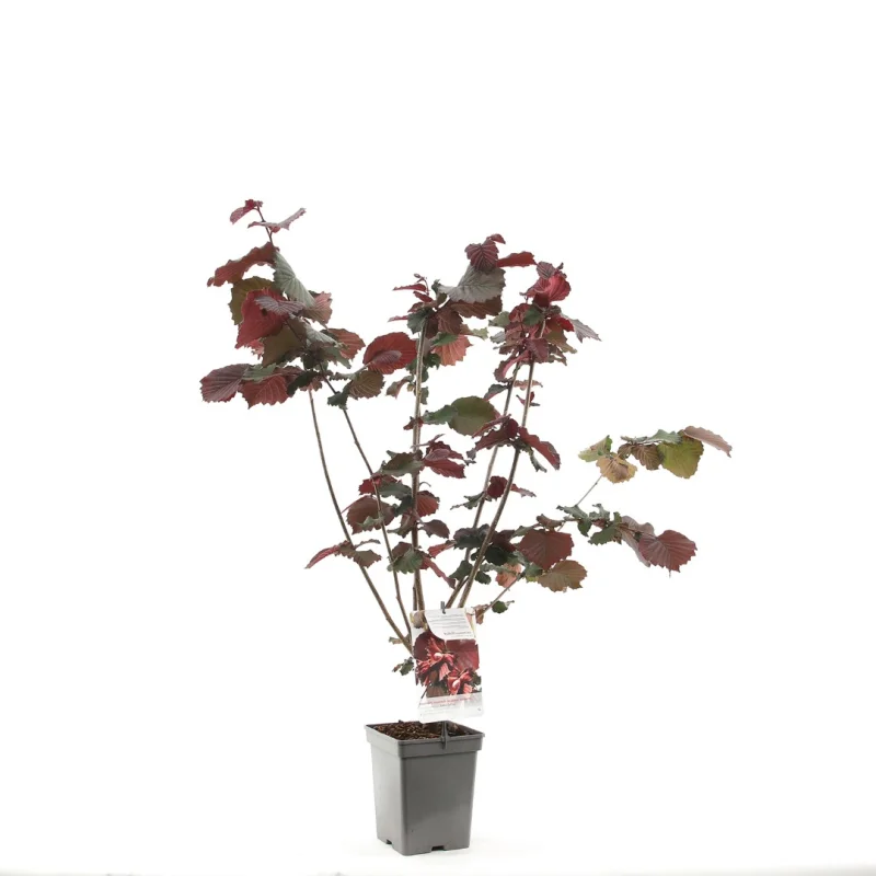 Corylus Avellana Rode Zellernoot (Hazelnoot)-3