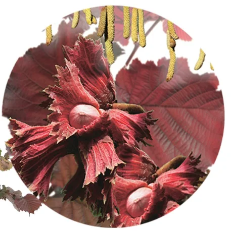 Corylus Avellana Rode Zellernoot (Hazelnoot)-4