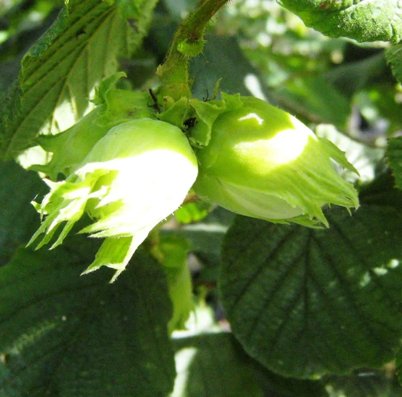 Corylus Avellana Witpit Lambertsnoot (Hazelnoot)