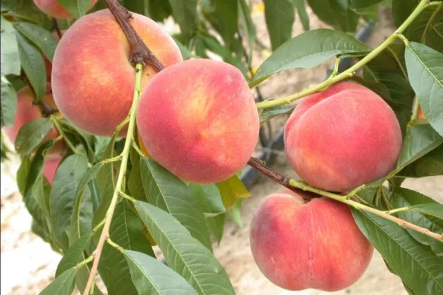 Perzikboom (Prunus Persica Charles Ingouf)