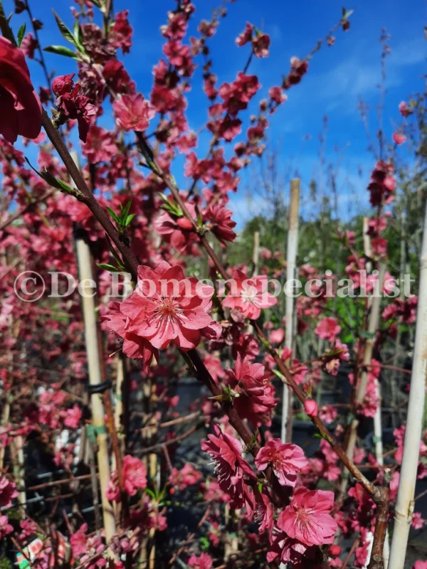 Prunus Persica Johnny Brack (Perzikboom)-3
