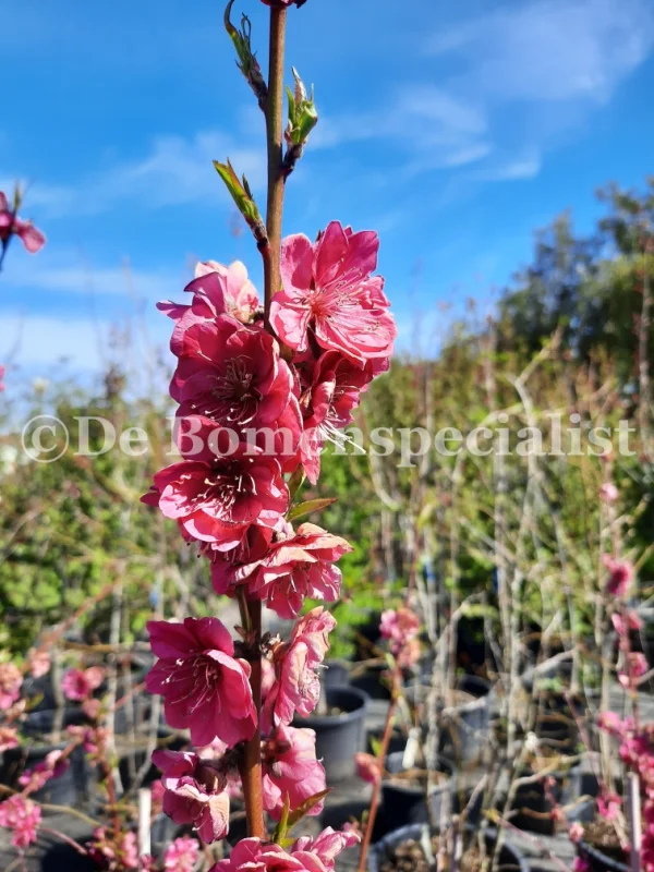 Perzikboom (Prunus Persica Peregrine)