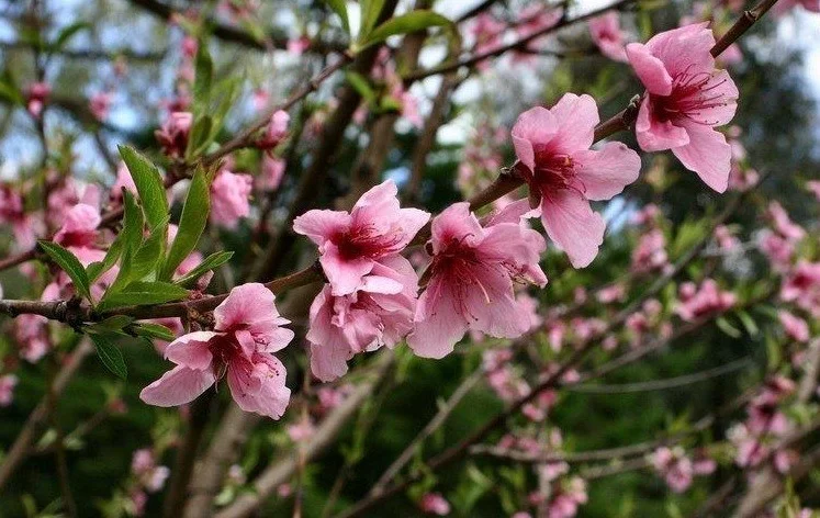 Prunus Persica Nucipersica Rubygold (Nectarineboom)