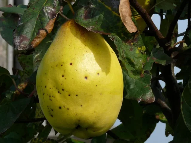 Cydonia Oblonga Vranja (Kweepeer)