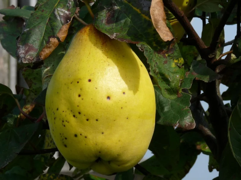 Cydonia Oblonga Vranja (Kweepeer)