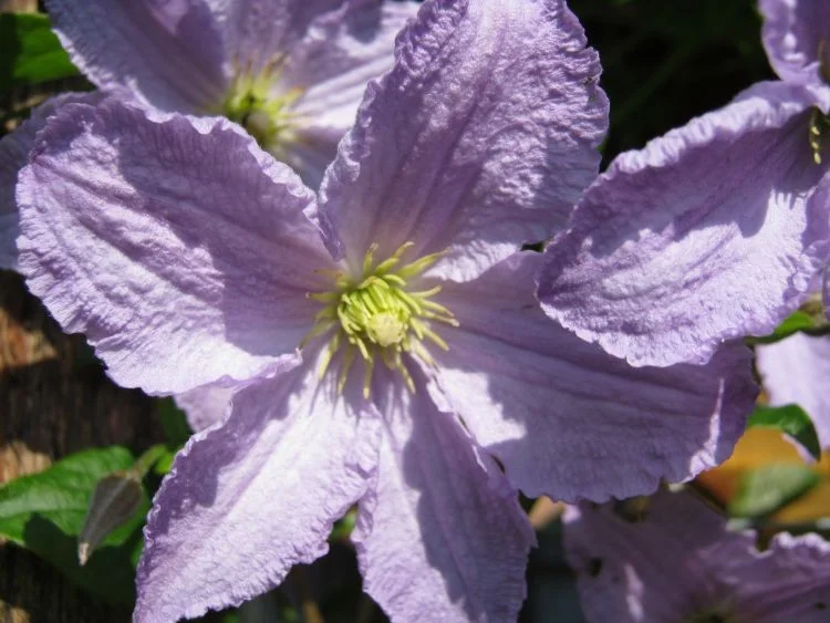 Clematis Blekitny Aniol (Clematis)