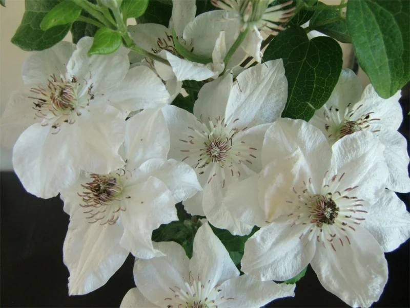 Clematis Destiny (Clematis)