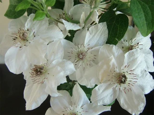 Clematis Destiny (Clematis) Clematis Destiny (Clematis)