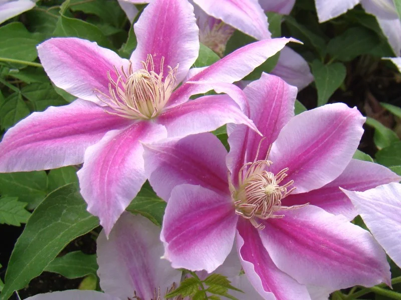 Clematis Dr Ruppel (Bosrank)
