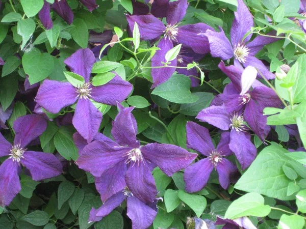 Clematis Etoile Violette (Bosrank)