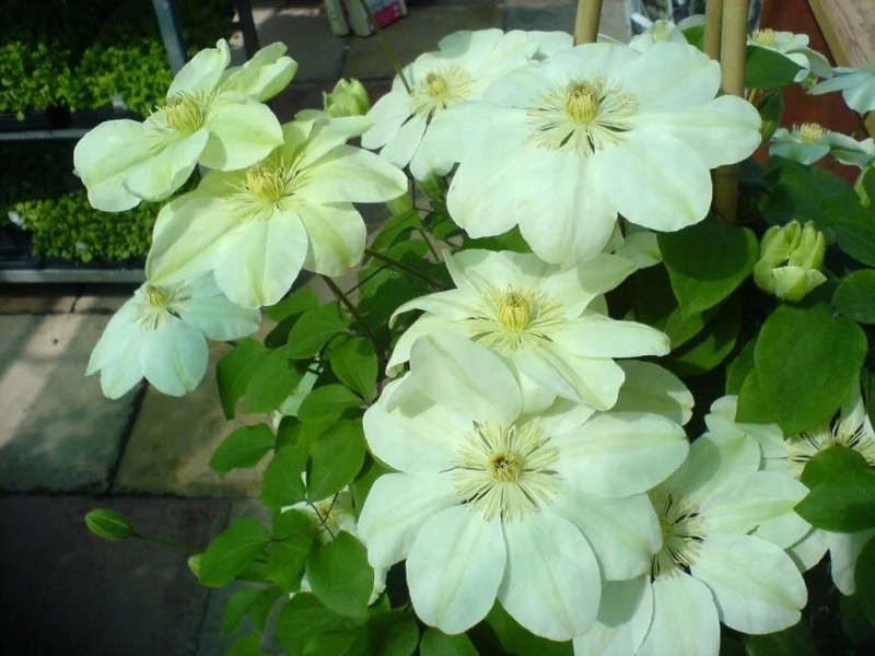 Clematis Guernsey Cream (Clematis)