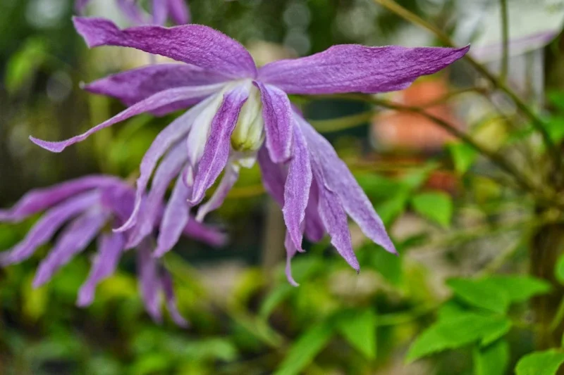 Clematis Jan Lindmark (Bosrank)