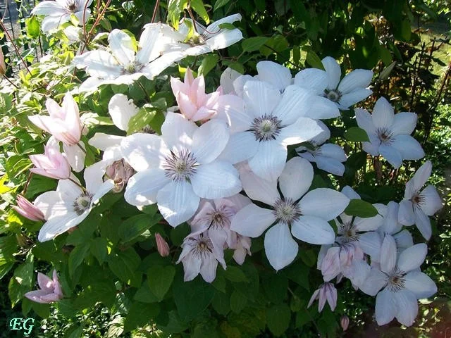 Clematis Jan Pawel II (Bosrank)