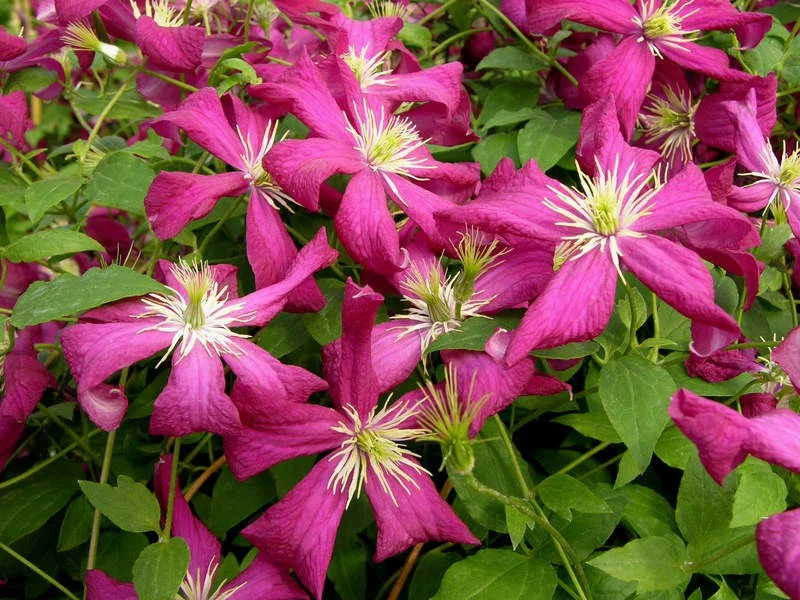 Clematis Madame Julia Correvon (Bosrank)