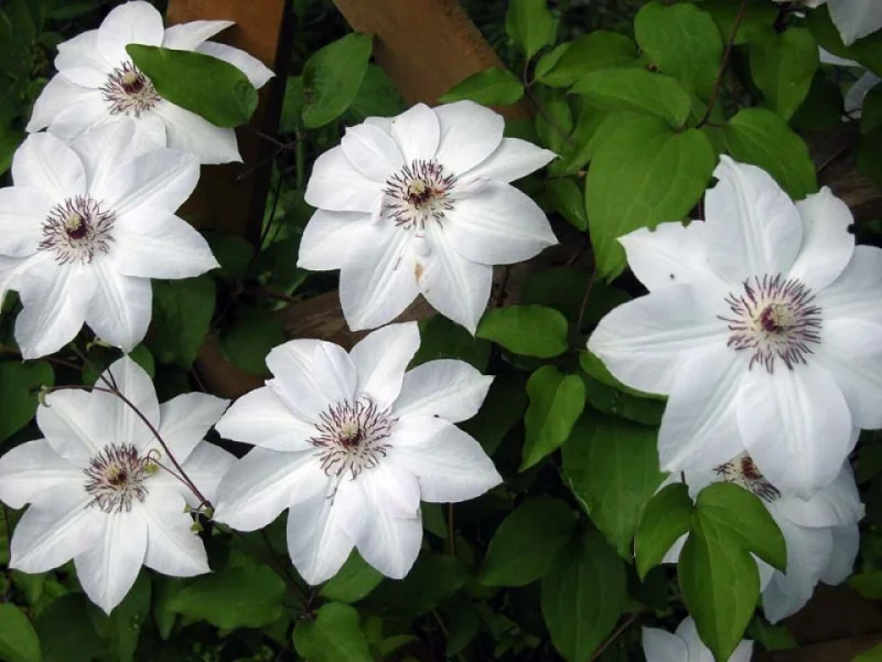 Clematis Miss Bateman (Bosrank)