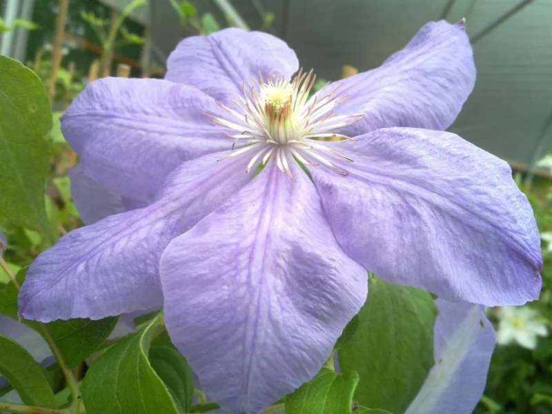 Clematis Mrs Cholmondeley (Bosrank)
