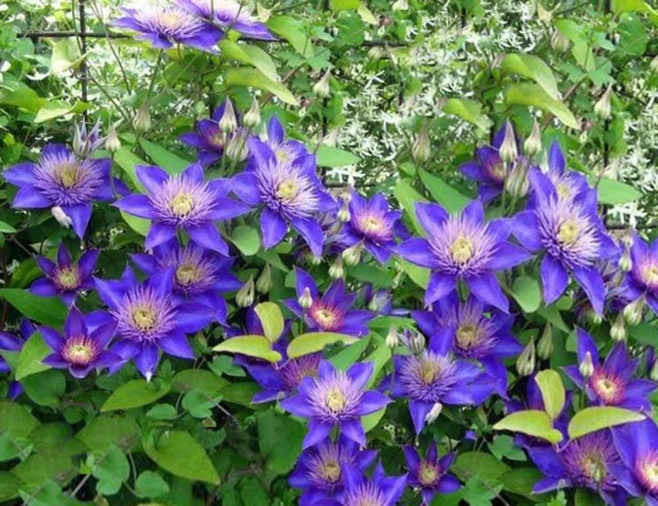 Clematis Multi Blue (Bosrank)