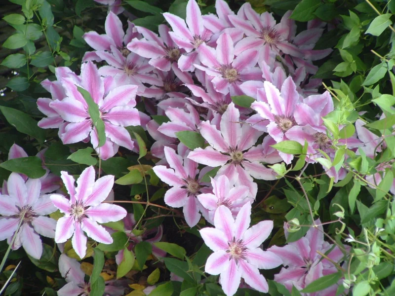 Clematis Nelly Moser (Clematis)