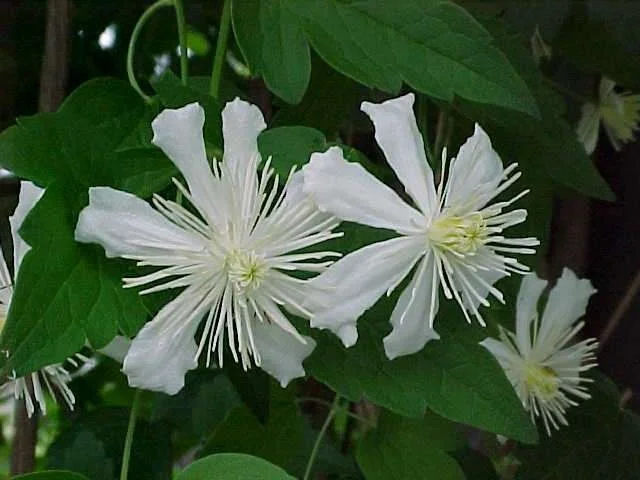 Clematis Paul Farges (Clematis)