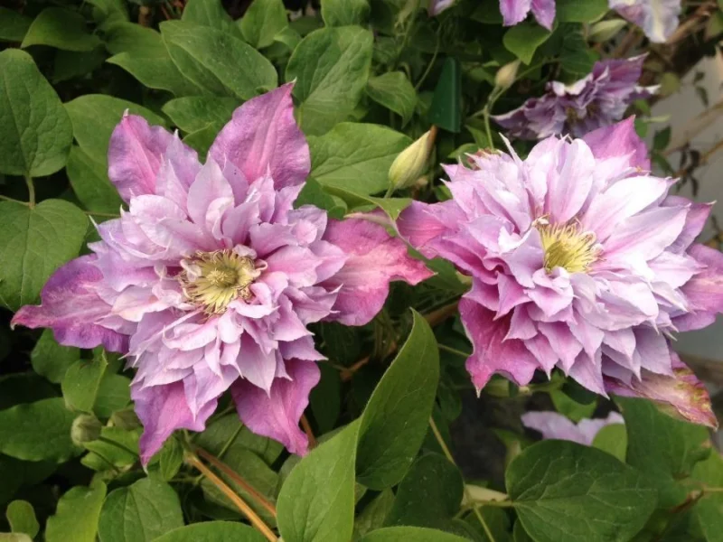 Clematis Piilu (Bosrank)