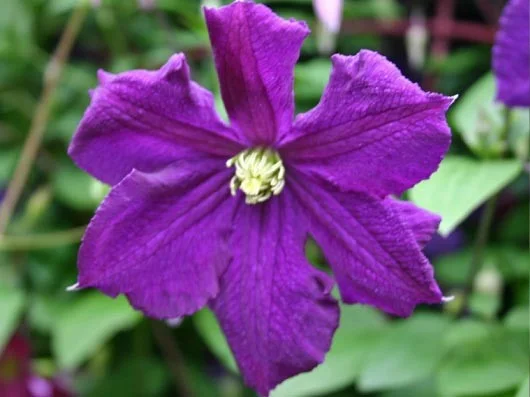Clematis Polish Spirit (Bosrank)