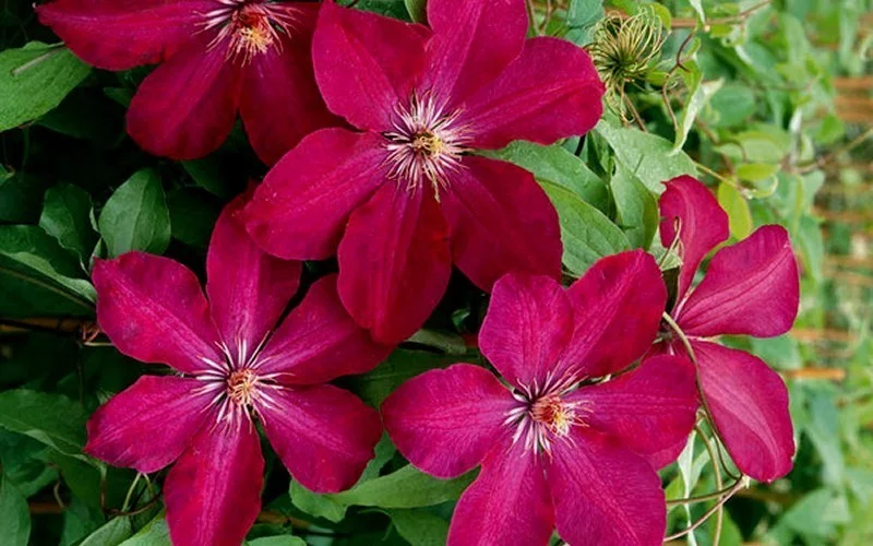 Clematis Rouge Cardinal (Clematis)
