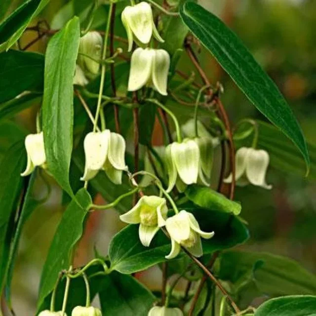 Clematis Snow Bells (Bosrank)