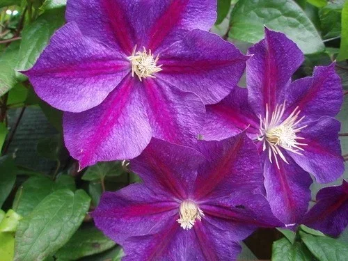 Clematis Star of India (Clematis)