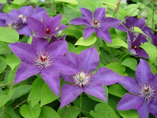 Clematis The President (Bosrank)