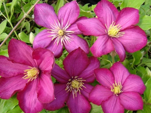 Clematis Ville de Lyon (Clematis)